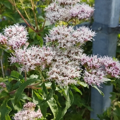 Eupatorium cannabinum