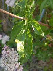 Eupatorium cannabinum
