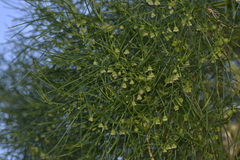 Gyrostemon ramulosus
