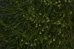 Gyrostemon ramulosus