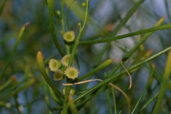 Gyrostemon ramulosus