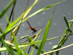 Sympetrum speciosum