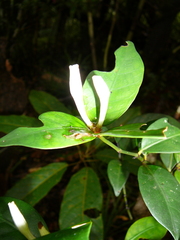 Psychotria microglossa