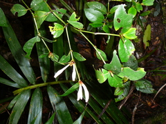 Psychotria microglossa