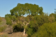 Gyrostemon ramulosus