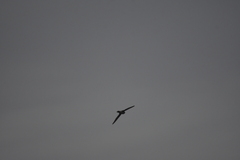 Aerodramus germani germani
