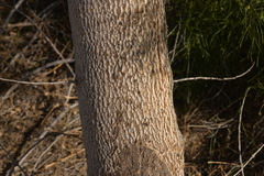Gyrostemon ramulosus