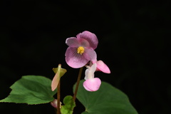 Begonia palmata
