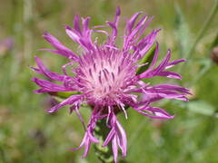Centaurea jacea jacea