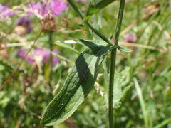 Centaurea jacea jacea
