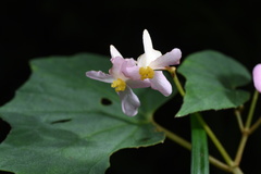 Begonia palmata
