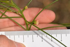 Gyrostemon ramulosus