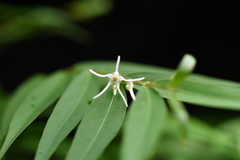 Pentasachme caudatum