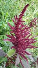 Amaranthus caudatus