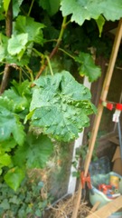 Colomerus vitis