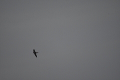 Aerodramus germani germani