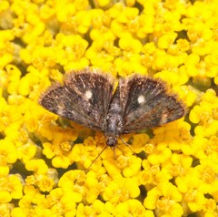 Heliothela wulfeniana