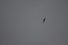 Aerodramus germani germani