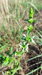 Stachys recta recta