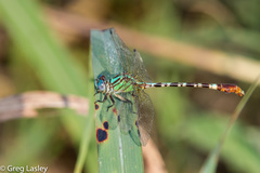Erpetogomphus eutainia