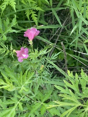 Incarvillea sinensis