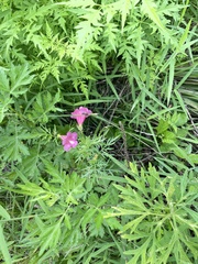 Incarvillea sinensis