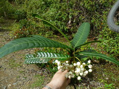 Psychotria wagapensis