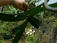 Psychotria wagapensis
