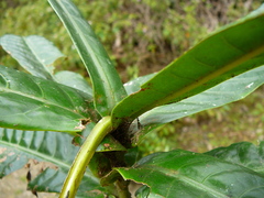 Psychotria wagapensis