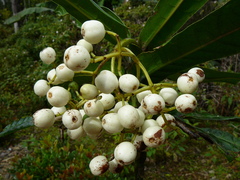 Psychotria wagapensis