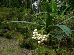 Psychotria wagapensis