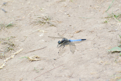Orthetrum cancellatum