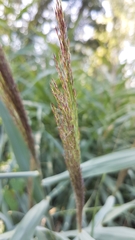 Phragmites australis australis