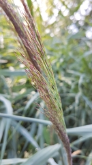 Phragmites australis australis
