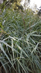 Phragmites australis australis