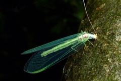 Nineta pallida
