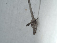 Phazaca interrupta