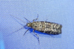Dioryctria simplicella