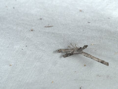 Phazaca interrupta
