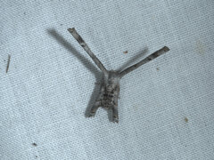 Phazaca interrupta