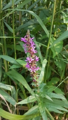 Lythrum salicaria