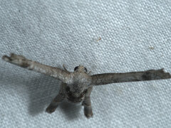 Phazaca interrupta
