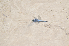Orthetrum cancellatum