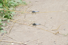 Orthetrum cancellatum