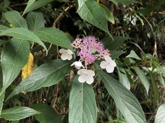Hydrangea longifolia