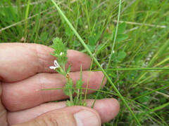 Euphrasia hirtella