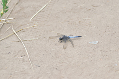 Orthetrum cancellatum