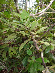 Atractocarpus