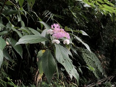 Hydrangea longifolia