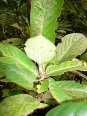 Atractocarpus